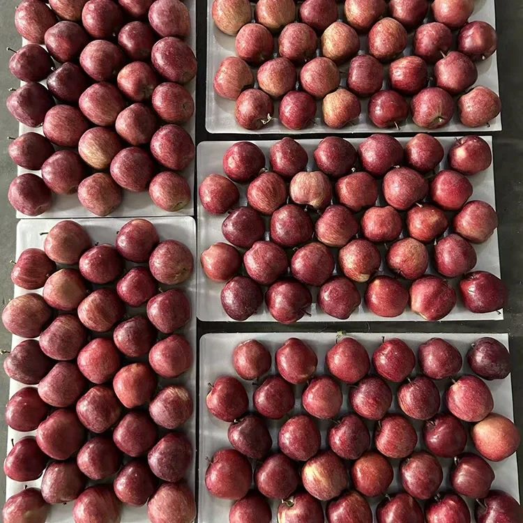 روشن ڳاڙهو ستارو ايپل