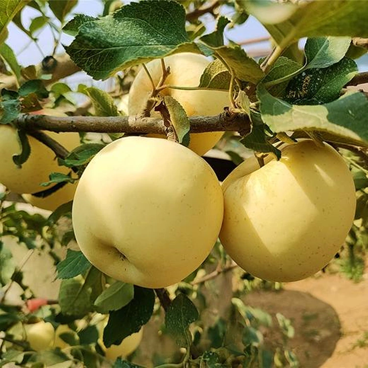تازو گولڊن لذيذ سيب