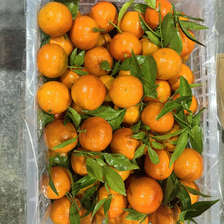 تازو ماشوئي Mandarin