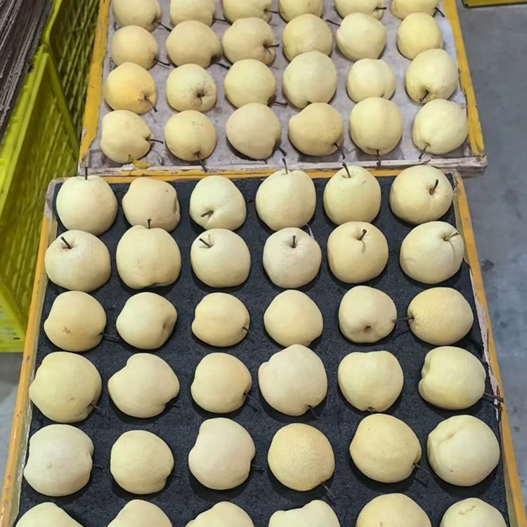 تازو چنيل گونگ پيئر