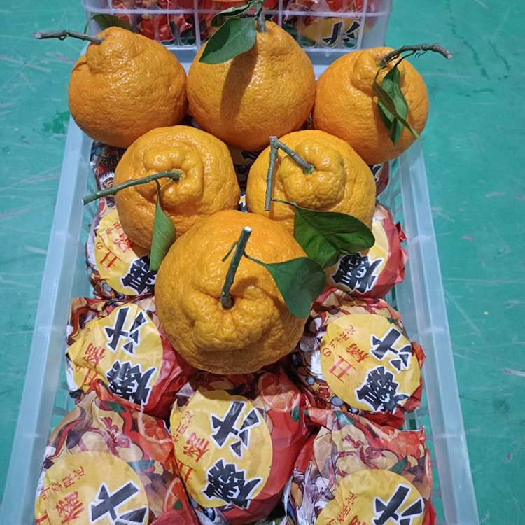 تازو Shiranui Mandarin