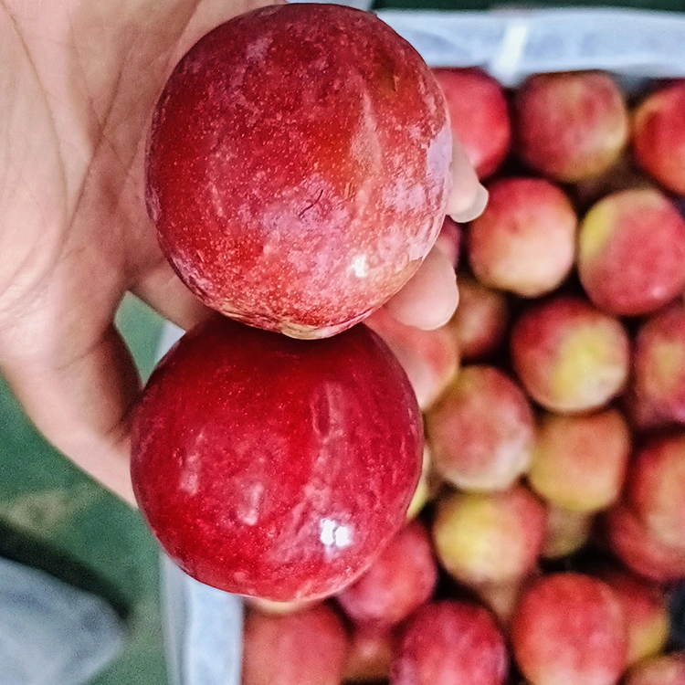 تازو مٺو ڳاڙهو ميئي پلم